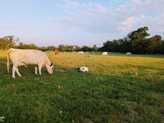 Why Our Beef is Different — and Why It Matters